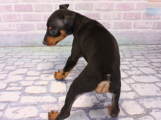 兵庫県のミニチュアピンシャー (Coo&RIKU神戸垂水店/2025年12月17日生まれ/女の子/ブラックタン)の子犬の4枚目の画像