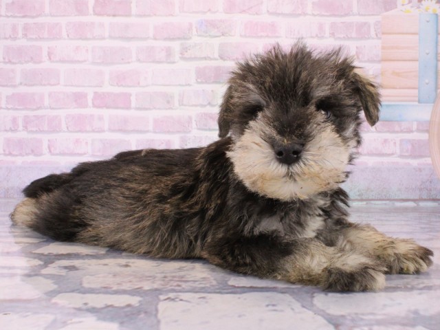 奈良県のミニチュアシュナウザー (Coo&RIKU奈良新庄店/2025年12月16日生まれ/男の子/ソルトペッパー)の子犬の2枚目の画像