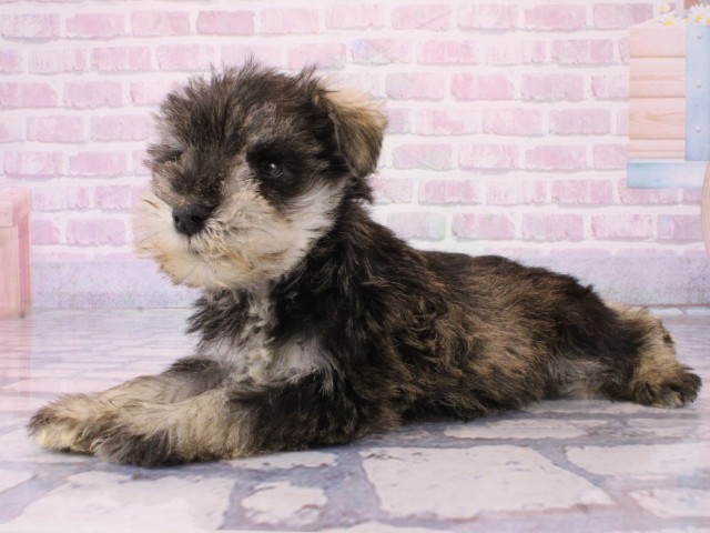 奈良県のミニチュアシュナウザー (Coo&RIKU奈良新庄店/2025年12月16日生まれ/男の子/ソルトペッパー)の子犬の3枚目の画像