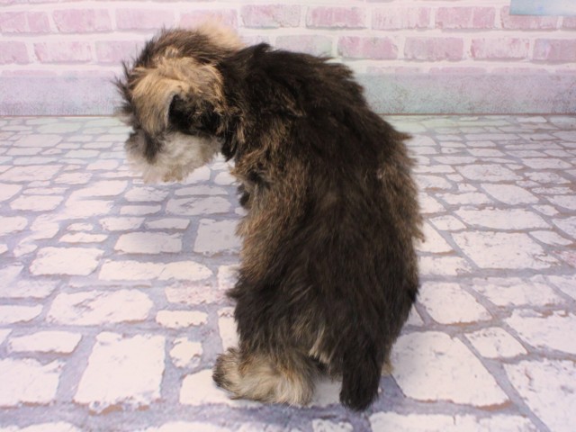 奈良県のミニチュアシュナウザー (Coo&RIKU奈良新庄店/2025年12月16日生まれ/男の子/ソルトペッパー)の子犬の4枚目の画像