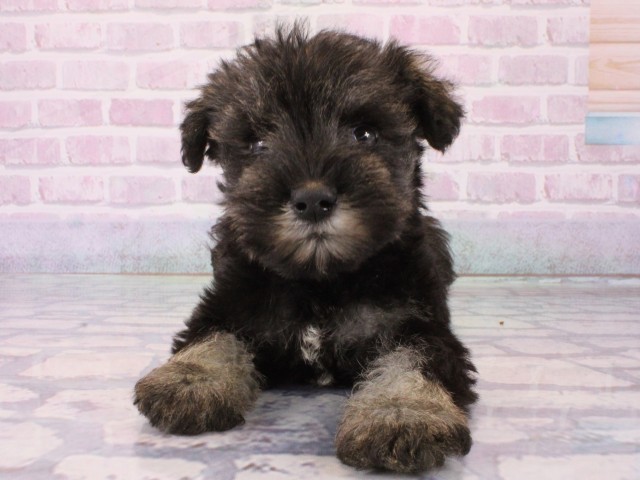 兵庫県のミニチュアシュナウザー (Coo&RIKU尼崎店/2025年12月18日生まれ/女の子/ソルトペッパー)の子犬の1枚目の画像