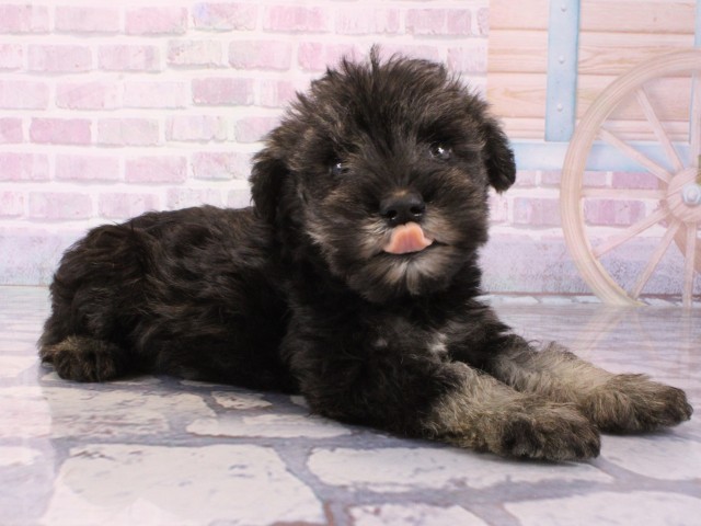 兵庫県のミニチュアシュナウザー (Coo&RIKU尼崎店/2025年12月18日生まれ/女の子/ソルトペッパー)の子犬の2枚目の画像