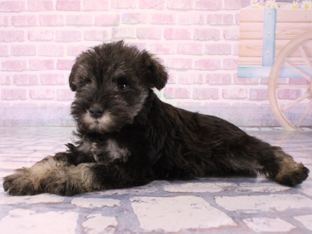 兵庫県のミニチュアシュナウザー (Coo&RIKU尼崎店/2025年12月18日生まれ/女の子/ソルトペッパー)の子犬の3枚目の画像