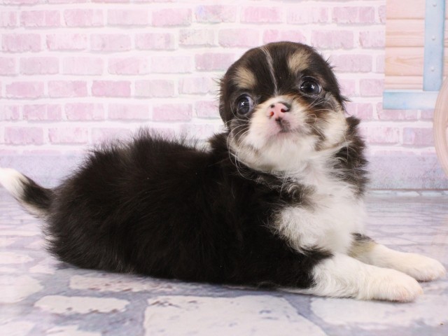 兵庫県のチワワ(ロング) (Coo&RIKU伊丹店/2025年12月18日生まれ/男の子/ブラックタンホワイト)の子犬の2枚目の画像