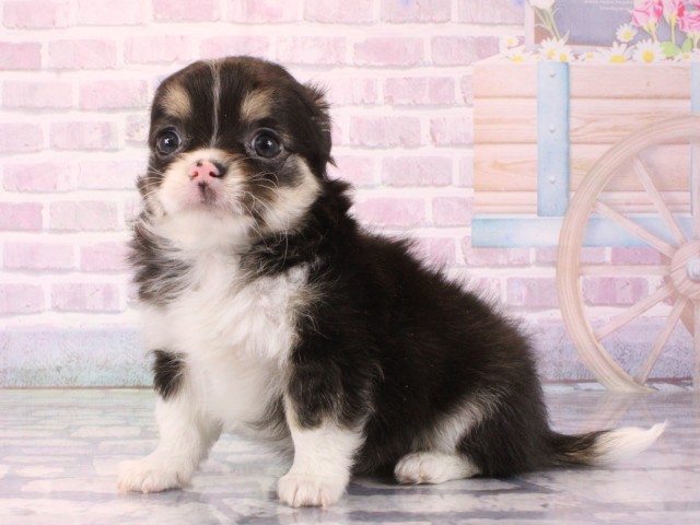 兵庫県のチワワ(ロング) (Coo&RIKU伊丹店/2025年12月18日生まれ/男の子/ブラックタンホワイト)の子犬の3枚目の画像