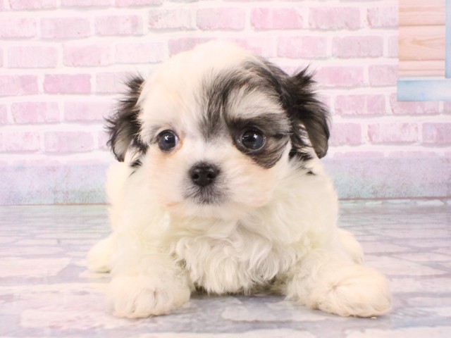 大阪府のチワマル/マルチワ(チワワ×マルチーズ) (Coo&RIKU枚方店/2025年12月17日生まれ/女の子/ホワイトブラック)の子犬の1枚目の画像