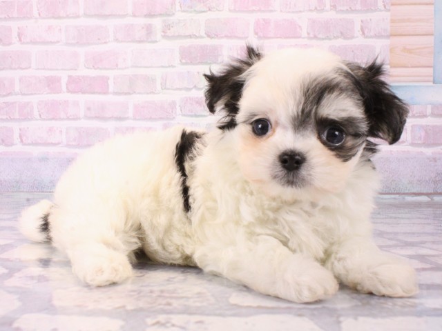 大阪府のチワマル/マルチワ(チワワ×マルチーズ) (Coo&RIKU枚方店/2025年12月17日生まれ/女の子/ホワイトブラック)の子犬の2枚目の画像