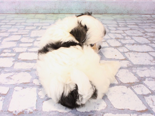 大阪府のチワマル/マルチワ(チワワ×マルチーズ) (Coo&RIKU枚方店/2025年12月17日生まれ/女の子/ホワイトブラック)の子犬の4枚目の画像