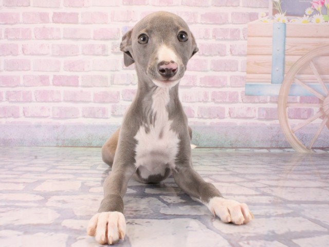 兵庫県のイタリアングレーハウンド (Coo&RIKU伊丹店/2025年12月15日生まれ/男の子/ブルーホワイト)の子犬