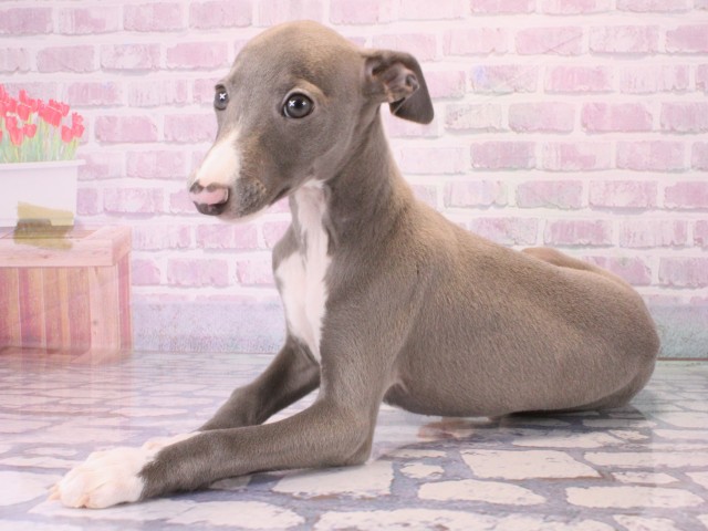 兵庫県のイタリアングレーハウンド (Coo&RIKU伊丹店/2025年12月15日生まれ/男の子/ブルーホワイト)の子犬の2枚目の画像