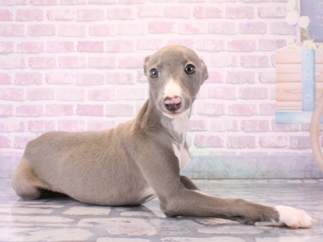 兵庫県のイタリアングレーハウンド (Coo&RIKU伊丹店/2025年12月15日生まれ/男の子/ブルーホワイト)の子犬の3枚目の画像