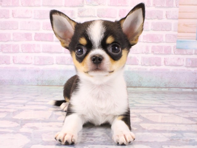 大阪府のチワワ(スムース) (Coo&RIKU心斎橋店/2025年12月16日生まれ/女の子/ブラックタンホワイト)の子犬の1枚目の画像