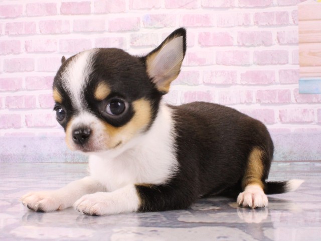 大阪府のチワワ(スムース) (Coo&RIKU心斎橋店/2025年12月16日生まれ/女の子/ブラックタンホワイト)の子犬の3枚目の画像