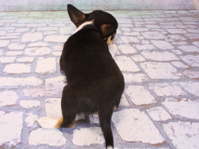 大阪府のチワワ(スムース) (Coo&RIKU心斎橋店/2025年12月16日生まれ/女の子/ブラックタンホワイト)の子犬の4枚目の画像