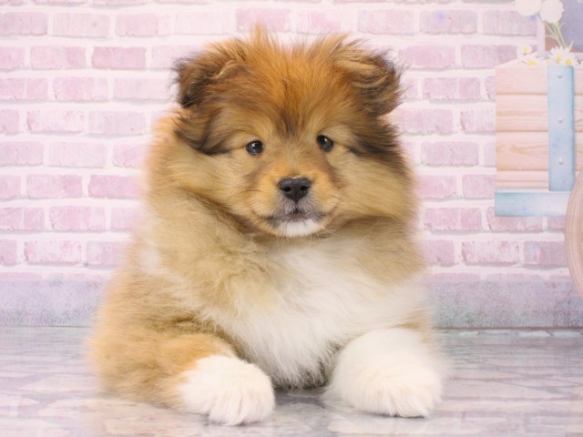 兵庫県のシェットランドシープドッグ (Coo&RIKU姫路店/2025年12月12日生まれ/女の子/セーブルホワイト)の子犬の1枚目の画像