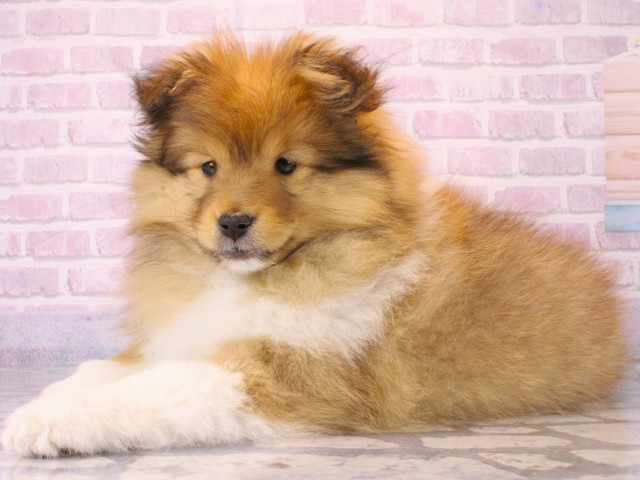 兵庫県のシェットランドシープドッグ (Coo&RIKU姫路店/2025年12月12日生まれ/女の子/セーブルホワイト)の子犬の3枚目の画像