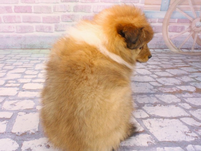 兵庫県のシェットランドシープドッグ (Coo&RIKU姫路店/2025年12月12日生まれ/女の子/セーブルホワイト)の子犬の4枚目の画像