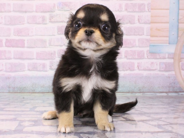 大阪府のチワワ(ロング) (Coo&RIKU高槻店/2025年12月16日生まれ/男の子/ブラックタンホワイト)の子犬の1枚目の画像