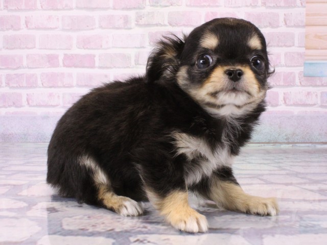 大阪府のチワワ(ロング) (Coo&RIKU高槻店/2025年12月16日生まれ/男の子/ブラックタンホワイト)の子犬の2枚目の画像