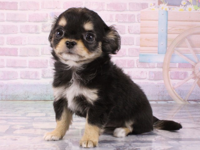 大阪府のチワワ(ロング) (Coo&RIKU高槻店/2025年12月16日生まれ/男の子/ブラックタンホワイト)の子犬の3枚目の画像