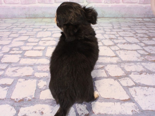 大阪府のチワワ(ロング) (Coo&RIKU高槻店/2025年12月16日生まれ/男の子/ブラックタンホワイト)の子犬の4枚目の画像