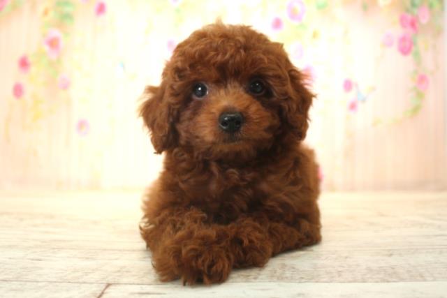 北海道のトイプードル(トイ) (Coo&RIKU釧路店/2025年12月15日生まれ/女の子/レッド)の子犬の1枚目の画像