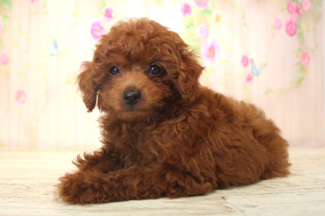 北海道のトイプードル(トイ) (Coo&RIKU釧路店/2025年12月15日生まれ/女の子/レッド)の子犬の2枚目の画像