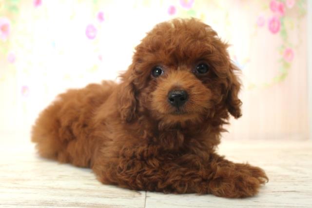 北海道のトイプードル(トイ) (Coo&RIKU釧路店/2025年12月15日生まれ/女の子/レッド)の子犬の3枚目の画像