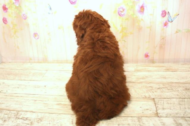 北海道のトイプードル(トイ) (Coo&RIKU釧路店/2025年12月15日生まれ/女の子/レッド)の子犬の4枚目の画像