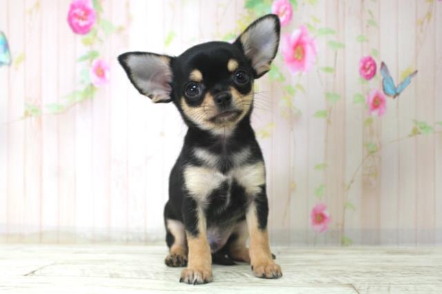 北海道のチワワ(スムース) (Coo&RIKU函館店/2025年12月17日生まれ/男の子/ブラックタンホワイト)の子犬の1枚目の画像