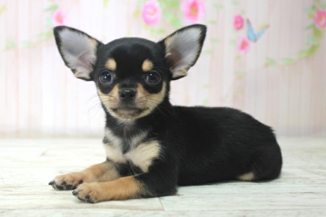 北海道のチワワ(スムース) (Coo&RIKU函館店/2025年12月17日生まれ/男の子/ブラックタンホワイト)の子犬の2枚目の画像