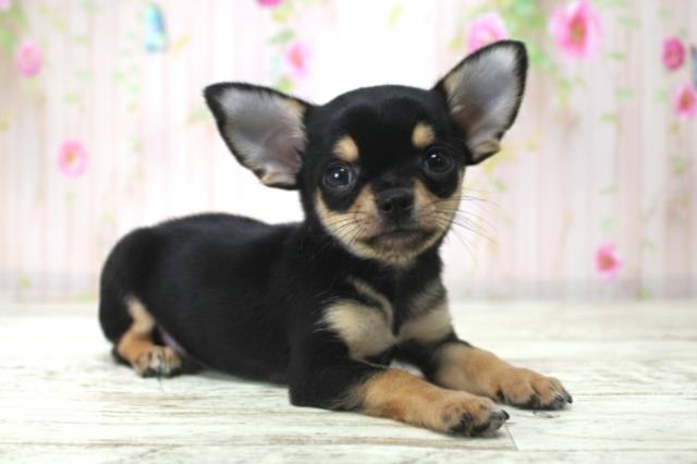 北海道のチワワ(スムース) (Coo&RIKU函館店/2025年12月17日生まれ/男の子/ブラックタンホワイト)の子犬の3枚目の画像