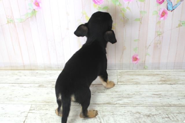 北海道のチワワ(スムース) (Coo&RIKU函館店/2025年12月17日生まれ/男の子/ブラックタンホワイト)の子犬の4枚目の画像