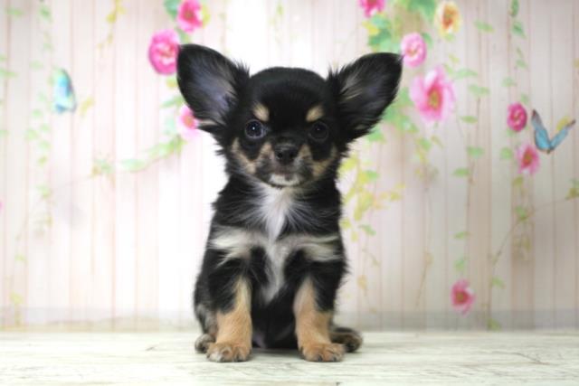 長野県のチワワ(ロング) (Coo&RIKU綿半上田店/2025年12月17日生まれ/男の子/ブラックタンホワイト)の子犬の1枚目の画像