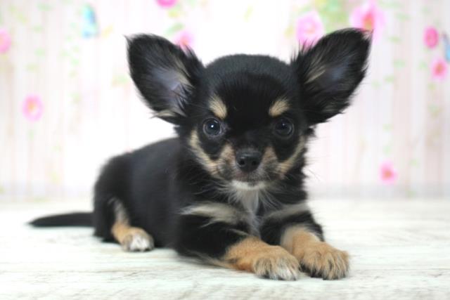 長野県のチワワ(ロング) (Coo&RIKU綿半上田店/2025年12月17日生まれ/男の子/ブラックタンホワイト)の子犬の3枚目の画像