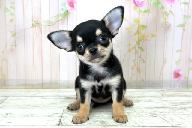 長野県のチワワ(スムース) (Coo&RIKU松本店/2025年12月17日生まれ/女の子/ブラックタンホワイト)の子犬の1枚目の画像