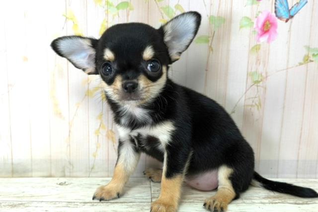 長野県のチワワ(スムース) (Coo&RIKU松本店/2025年12月17日生まれ/女の子/ブラックタンホワイト)の子犬の2枚目の画像