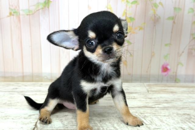 長野県のチワワ(スムース) (Coo&RIKU松本店/2025年12月17日生まれ/女の子/ブラックタンホワイト)の子犬の3枚目の画像