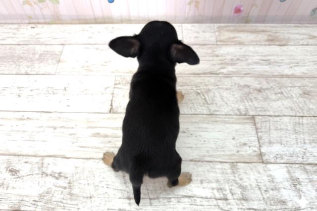 長野県のチワワ(スムース) (Coo&RIKU松本店/2025年12月17日生まれ/女の子/ブラックタンホワイト)の子犬の4枚目の画像