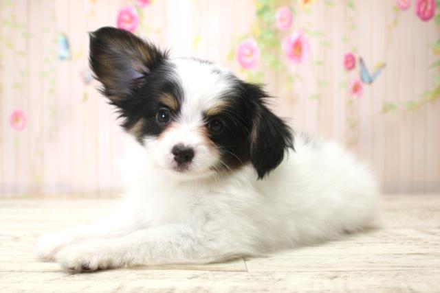 長野県のパピヨン (Coo&RIKU綿半庄内店/2025年12月18日生まれ/男の子/トライカラー)の子犬の2枚目の画像