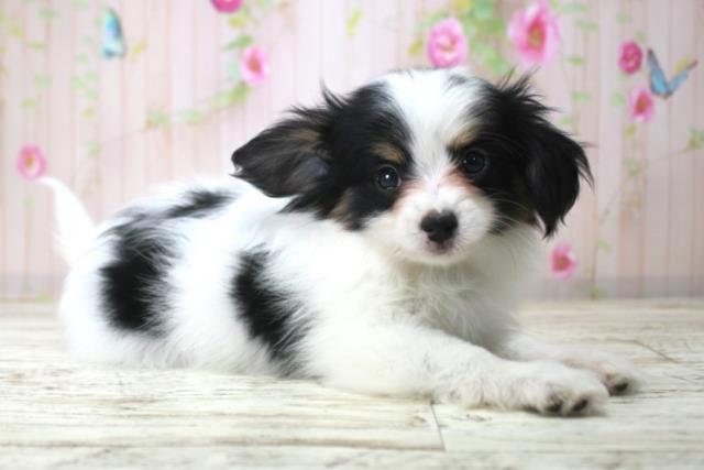 長野県のパピヨン (Coo&RIKU綿半庄内店/2025年12月18日生まれ/男の子/トライカラー)の子犬の3枚目の画像