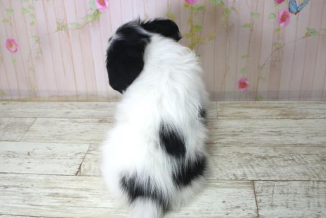 長野県のパピヨン (Coo&RIKU綿半庄内店/2025年12月18日生まれ/男の子/トライカラー)の子犬の4枚目の画像