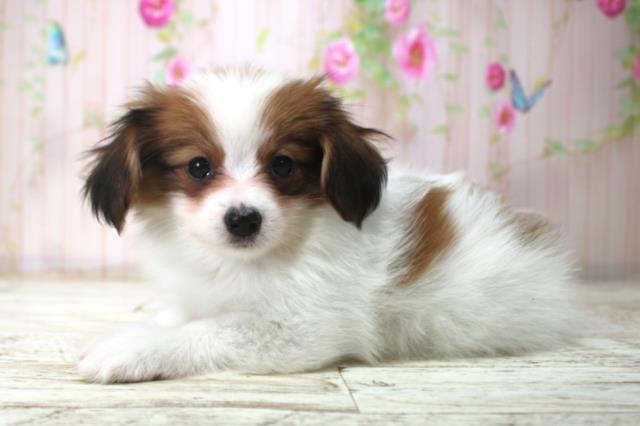 北海道のパピヨン (Coo&RIKU函館店/2025年12月18日生まれ/男の子/レッドホワイト)の子犬の2枚目の画像