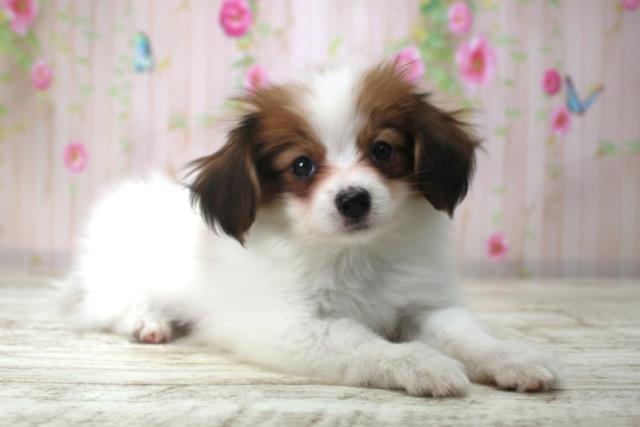 北海道のパピヨン (Coo&RIKU函館店/2025年12月18日生まれ/男の子/レッドホワイト)の子犬の3枚目の画像