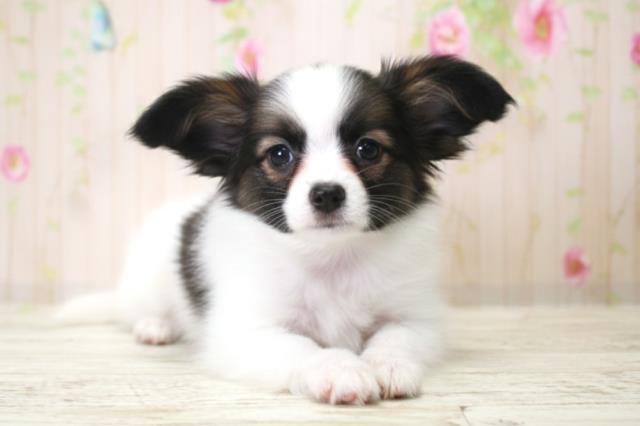 北海道のパピヨン (Coo&RIKU札幌東店/2025年12月18日生まれ/男の子/トライカラー)の子犬の1枚目の画像