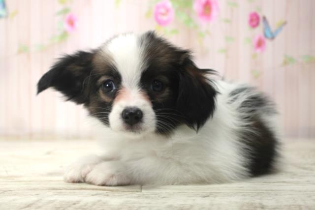 北海道のパピヨン (Coo&RIKU札幌東店/2025年12月18日生まれ/男の子/トライカラー)の子犬の2枚目の画像