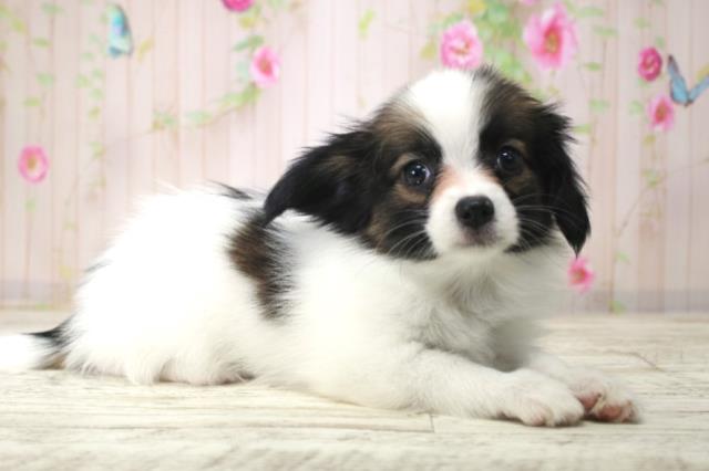 北海道のパピヨン (Coo&RIKU札幌東店/2025年12月18日生まれ/男の子/トライカラー)の子犬の3枚目の画像