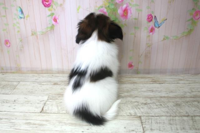 北海道のパピヨン (Coo&RIKU札幌東店/2025年12月18日生まれ/男の子/トライカラー)の子犬の4枚目の画像