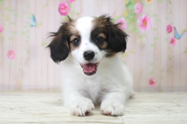 北海道のパピヨン (Coo&RIKU岩見沢店/2025年12月18日生まれ/女の子/トライカラー)の子犬の1枚目の画像