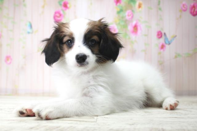 北海道のパピヨン (Coo&RIKU岩見沢店/2025年12月18日生まれ/女の子/トライカラー)の子犬の2枚目の画像